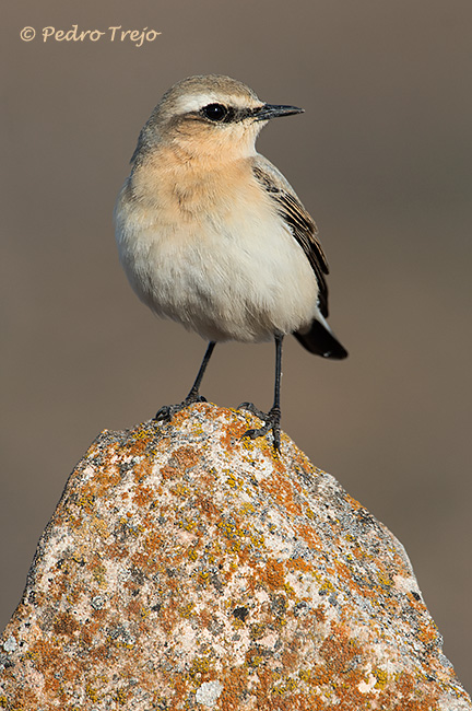 Collalba Gris (Oenanthe oenanthe)